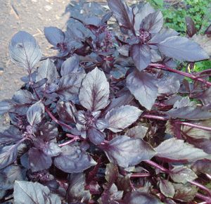 Violetto Basil Heirloom Herb Seed