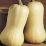 Waltham Butternut Heirloom Certified- Squash Seed