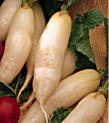 White Icicle Heirloom Certified- Radish Seed