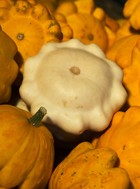 White Patty Pan Bush Scallop Heirloom Squash Seed