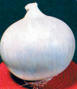 White Sweet Spanish Heirloom Onion Seed