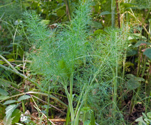 Wild Fennel Heirloom Herb Seed