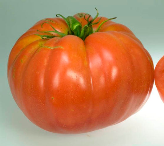 Wins All Heirloom Tomato Seed