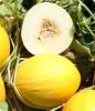 Yellow Canaria 3 Heirloom Melon Seed