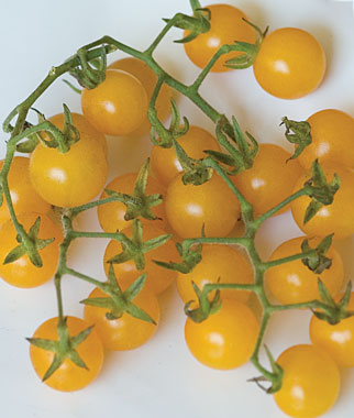 Yellow Currant Heirloom Certified- Tomato Seed