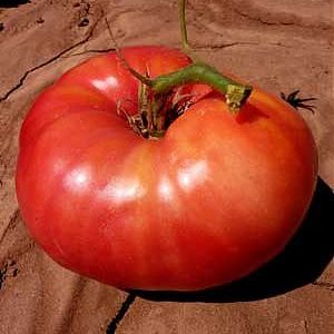 Yellow Mortgage Lifter Heirloom Tomato Seed