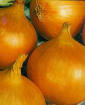 Yellow Sweet Spanish Heirloom Onion Seed