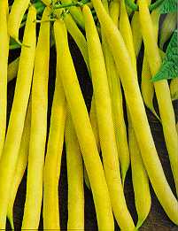 Yellow Wax Bush Heirloom Certified- Bean Seed