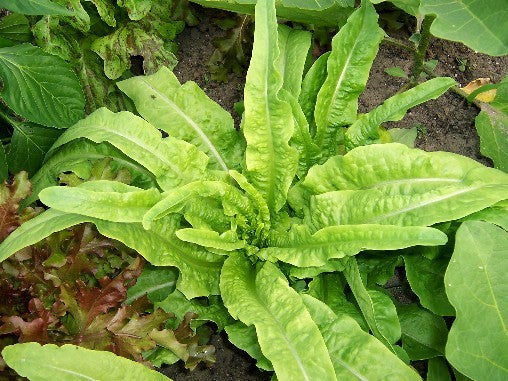 Yu Mai Tsai Leaf Heirloom Lettuce Seed