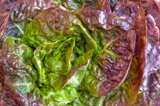 Yugoslavian Red Butterhead Heirloom Certified Lettuce Seed