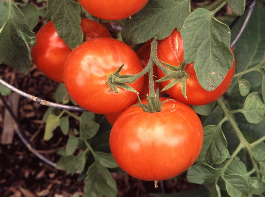 Zarnitsa Heirloom Certified- Tomato Seed